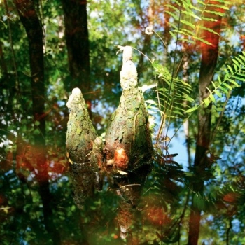 plant-reflections-in-six-mile-creek-slough-preserve