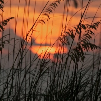 sea-oats-at-sunset-from-fort-desoto-park