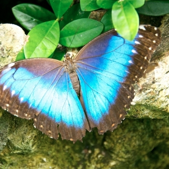 blue-morpho