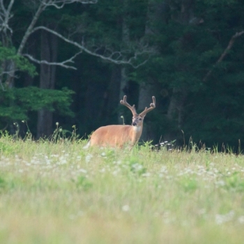 buck-in-cades-cove-meadow