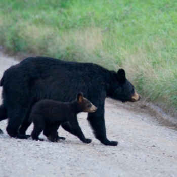 Bear-family-in-Cades-Cove
