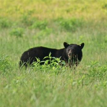 large-male-bear-in-cades-cove