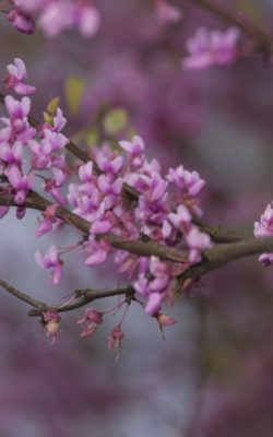 Redbuds beginning to bloom in our yard
