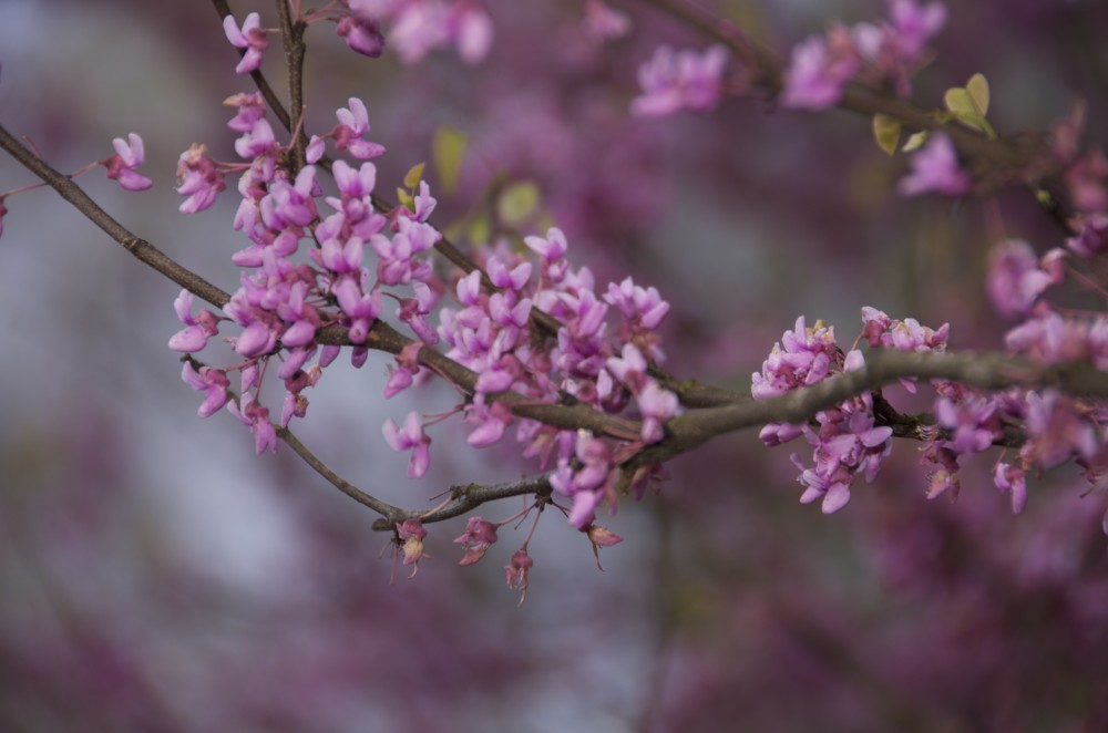 Redbuds beginning to bloom in our yard