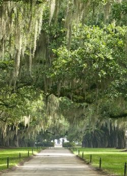 Boone Hall Plantation in Charleston, SC