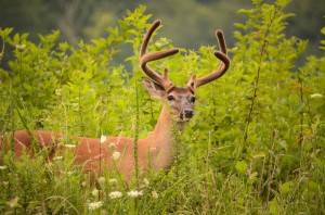 Young White-Tailed Buck in Cades Cove